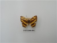 藏品(花豹盛蛺蝶)的圖片